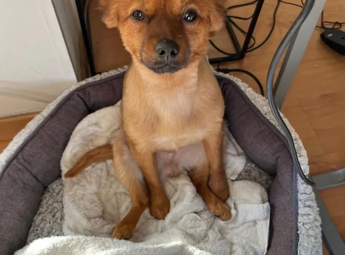 Mobil 8 Personnes L Ile D Or Raphael * Saint-Raphaël